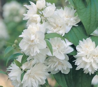 Чубушник гибридный "Фрости Морн" (Philadelphus hybrid "Frosty Morn")