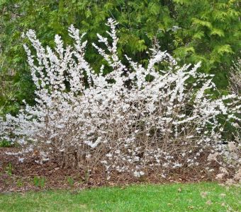 Абелиолистник (Форзиция белая) (Abeliophyllum distichum)