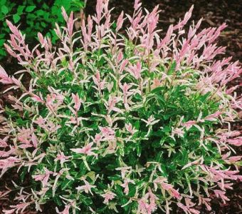 Ива цельнолистная Хакуро Нишики (Salix integra Hakuro Nishiki)