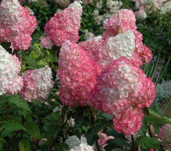 Гортензия метельчатая Vanille Fraise  (Ванила Фрейз)