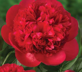 Пион  "Диана Паркс" (Paeonia "Diana Parks")