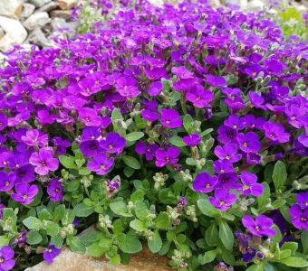 Обриета гибридная "Одри Блю Шейдс" (Aubireta hybrida cultorum 'Audrey Blue Shades')