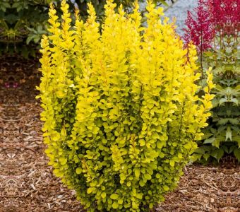 БАРБАРИС ТУНБЕРГА "МАРИЯ"   (Berberis thunbergii "Maria")