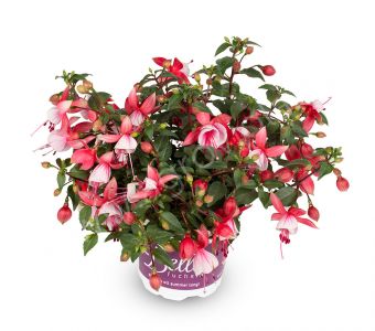 ФУКСИЯ BELLA FUCHSIA HILDA №4