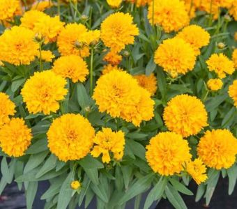 Кореопсис Соланна Голден Сфере (Coreopsis Solanna Golden Sphere)