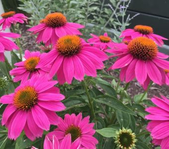 Эхинацея пурпурная ПауВау Вайлд Берри (Echinacea purpurea PowWow Wild Berry)