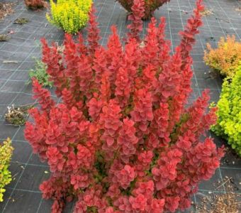 БАРБАРИС ТУНБЕРГА "НЕОН"   (Berberis thunbergii "Neon")