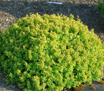 Барбарис Тунберга "Кобольд" (Berberis thunbergii 'Kobold')