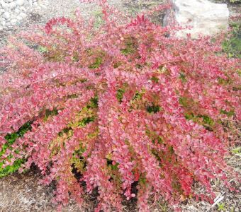 Барбарис Тунберга "Ред Карпет" (Berberis thunbergii 'Red Carpet')