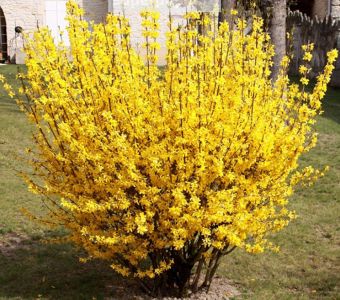 Форзиция промежуточная "Спектабилис" (Forsythia intermedia "Spectabilis")