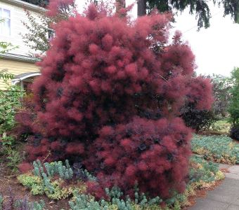 Скумпия кожевенная "Роял Пёрпл" (Cotinus coggygria "Royal Purple")