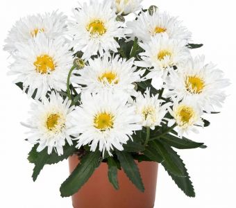 Нивяник «Свит Дейзи Ребекка» (Leucanthemum maximum  Sweet Daisy Rebecca)