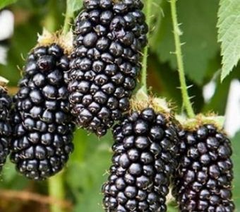 ЕЖЕВИКА Карака Блек (Karaka Black)