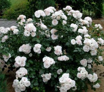 РОЗА ФЛОРИБУНДА Aspirin Rose  (Аспирин Роуз)