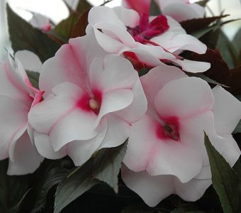 БАЛЬЗАМИН НОВОГВИНЕЙСКИЙ "Магнум Уайт Блаш" ("Magnum White Blush")