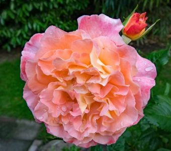 РОЗА АНГЛИЙСКАЯ "Augusta Luise" (Августа Луиза)