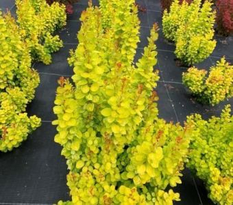 Барбарис Тунберга Неон Голд (Berberis thunbergii Neon Gold)