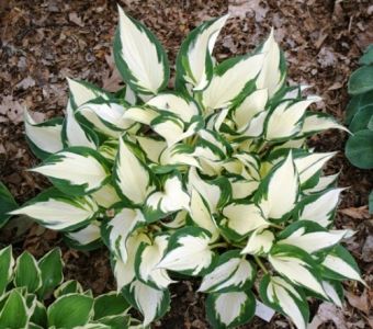 Хоста «Файр анд Айс»  (Hosta Fire & Ice)