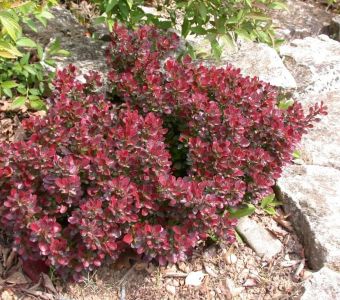 Барбарис Тунберга Атропурпуреа Нана (Berberis thunbergii "Atropurpurea Nana")