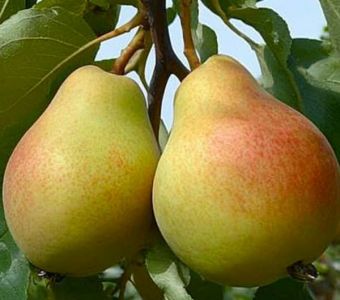 ГРУША  ПАМЯТЬ АНЗИНА