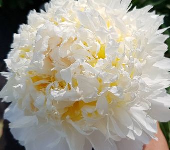 Пион  "Чеддер Чиз" (Paeonia "Cheddar Cheese")