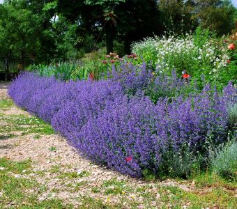 Котовник фассена "Сикс Хиллс Гиант"  (Nepeta faassenii "Six Hills Giant")