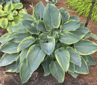 Хоста «Ву-Ла-Ла» (Hosta Wu-La-La)