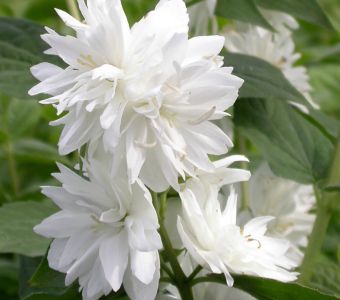 Чубушник гибридный Миннесота Сноуфлейк  (Philadelphus Minnesota Snowflake)