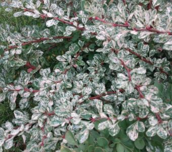 БАРБАРИС ТУНБЕРГА "УАЙТ"   (Berberis thunbergii "White")
