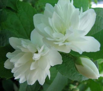 Чубушник гибридный  "Букет Бланк) (Philadelphus hybrid "Bouquet Blanc")