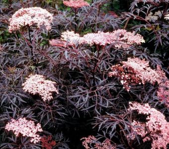 Бузина черная Блэк Лэйс. (Sambucus nigra "Black Lace")